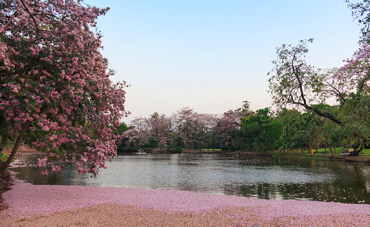 Pink flowers Tabebuia Rosea tree (also called Chompoo Pantip) in full blossom season at Rodfai Park, Bangkok