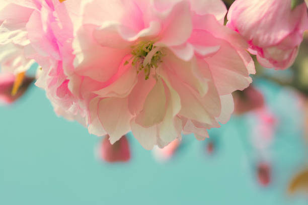 istock Sakura flower cherry blossom vintage 667123384