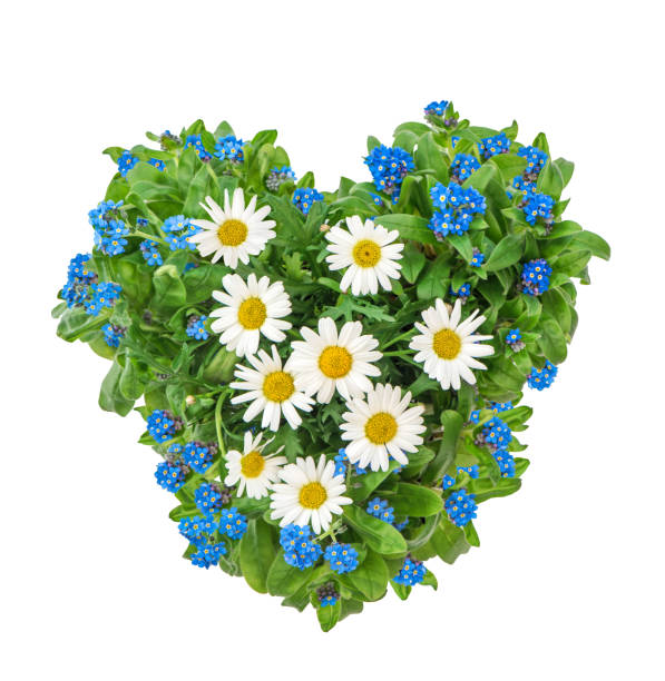 istock Forget me not flowers heart white background 667124774