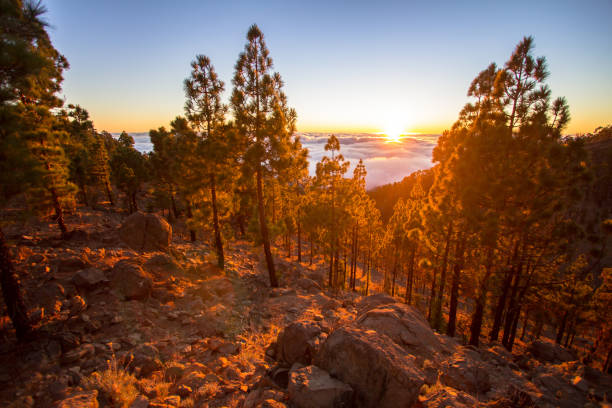 istock Sunset over the clouds in the forest 667127494
