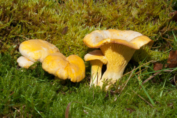 кантареблюс; cibarius; грибы - chanterelle golden chanterelle edible mushroom mushroom стоковые фото и изображения