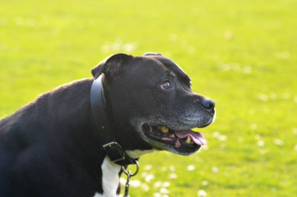 istock Staffordshire Bull Terrier 667130900