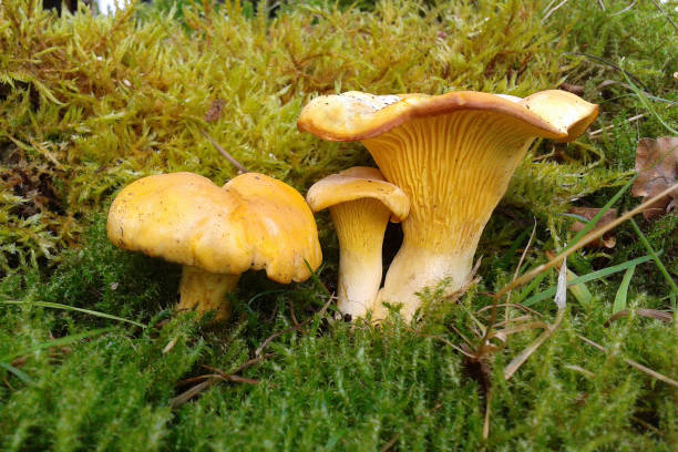 cantharellus; cibarius; mushrooms - chanterelle golden chanterelle edible mushroom mushroom imagens e fotografias de stock