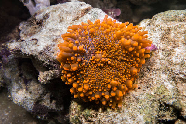 istock Orange Ricordea yuma coral. 667132154