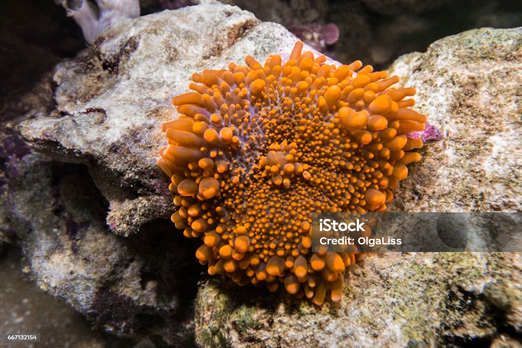 Orange Ricordea yuma coral. Orange Ricordea yuma coral. A soft coral. On the background of stones. Animal Stock Photo