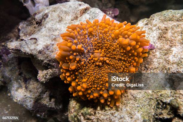 Orange Ricordea Yuma Coral Stock Photo - Download Image Now - Animal, Coral - Cnidarian, Horizontal