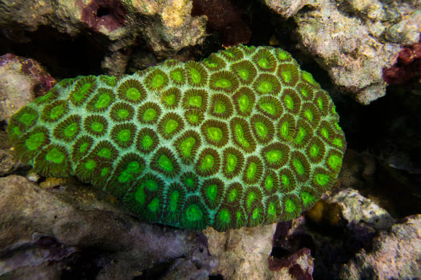 Favites coral green . Favites coral green . Pineapple coral (Moon coral). On the background of stones. deep pick stock pictures, royalty-free photos & images