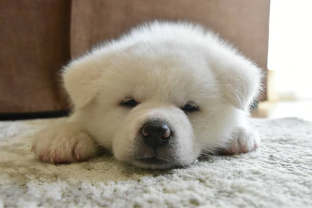 istock dog Akita Inu 667134506
