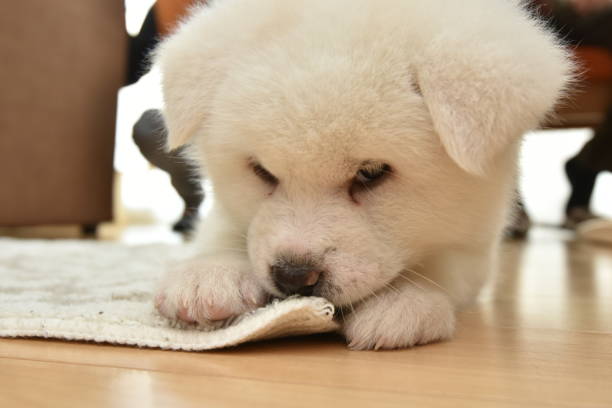 istock dog Akita Inu 667134538