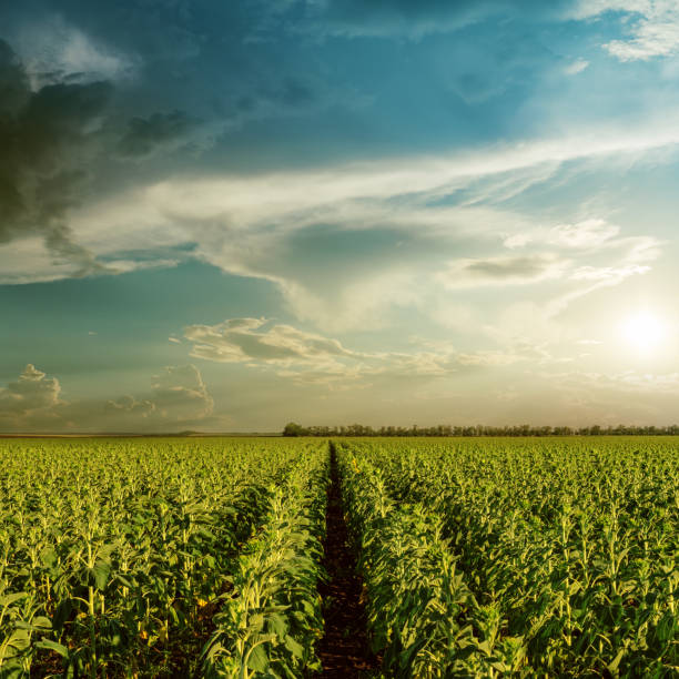 istock sunset in clouds over green field with sunflowers 667135544