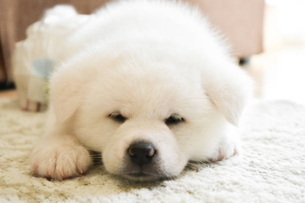 istock dog Akita Inu 667135564
