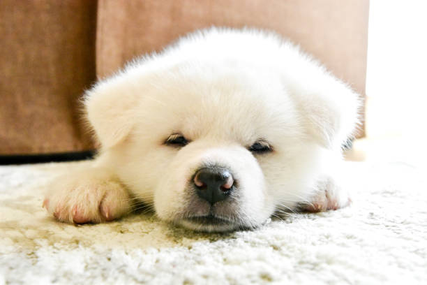 istock dog Akita Inu 667135654