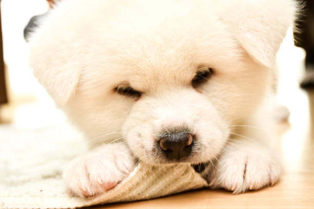 istock dog Akita Inu 667135808