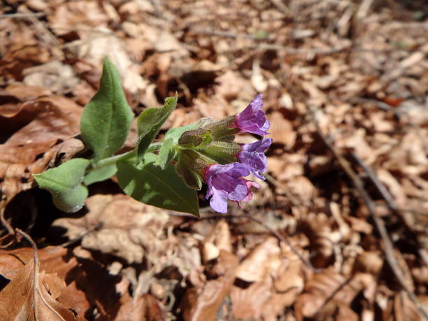 istock Blossom of wild lungwort 667138514