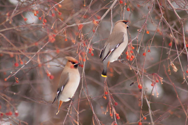 istock Two cedar waxwings eating an crab apples. 667138934