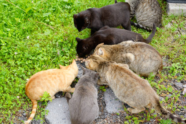 istock Hungry homeless cats. 667140216