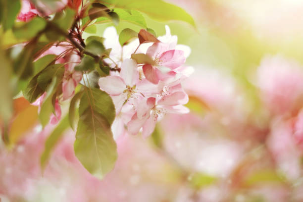 istock Branch with pale pink flowers of Apple tree 667143910