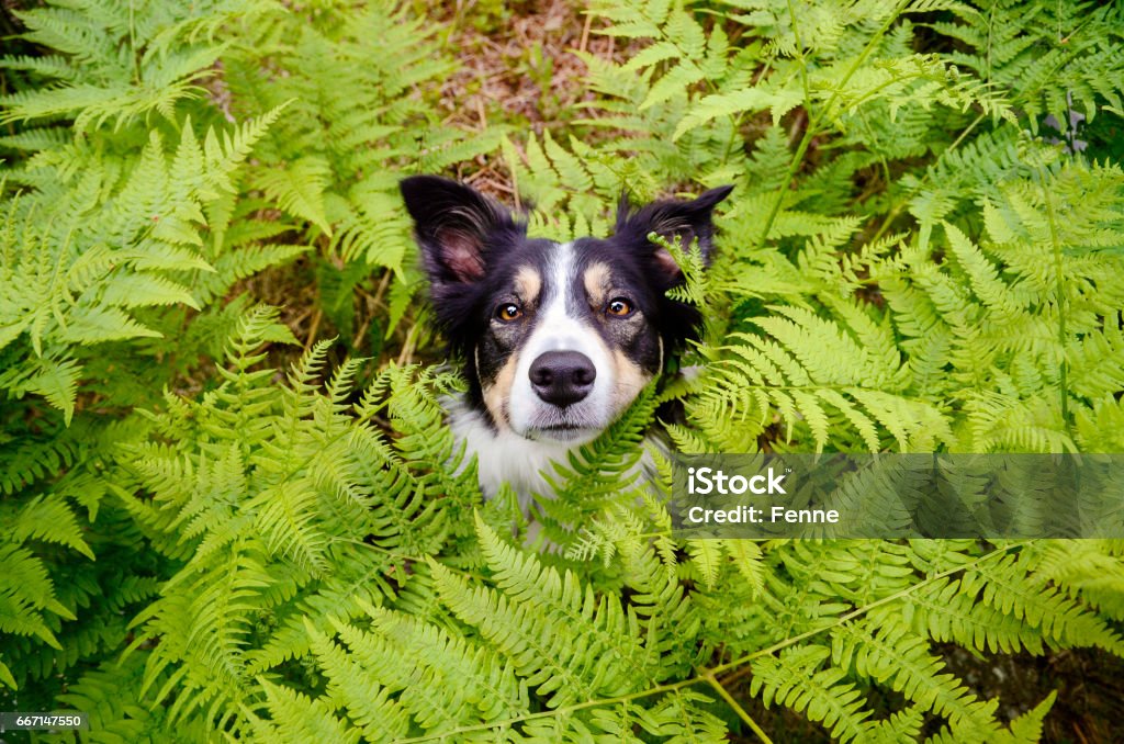 dog with leafs Dog face sticking out of leafs. Dog Stock Photo