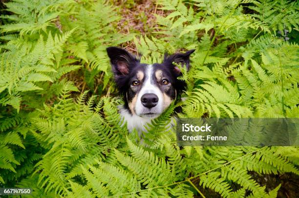 Dog With Leafs Stock Photo - Download Image Now - Dog, Hiding, Fern