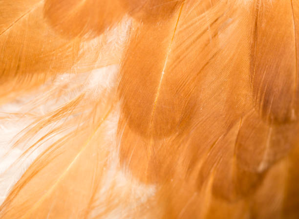 istock A close-up of red chicken feathers 667148710