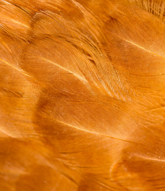 istock A close-up of red chicken feathers 667152312