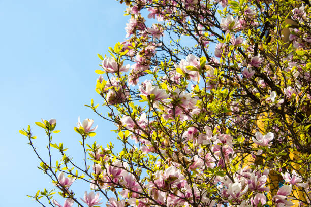 istock Pink magnolia flowers against a blue sky 667154996