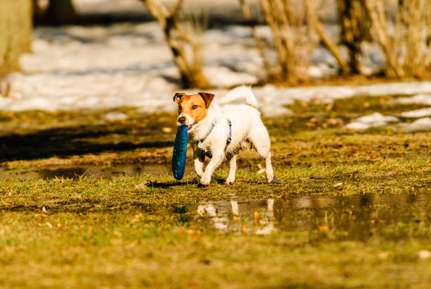 Dog playing toss and fetch game with disk at spring park
