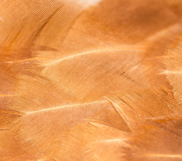 istock A close-up of red chicken feathers 667156260