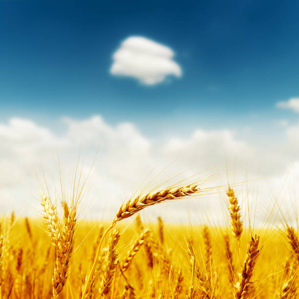 istock golden crop on field under deep blue sky with clouds 667158748