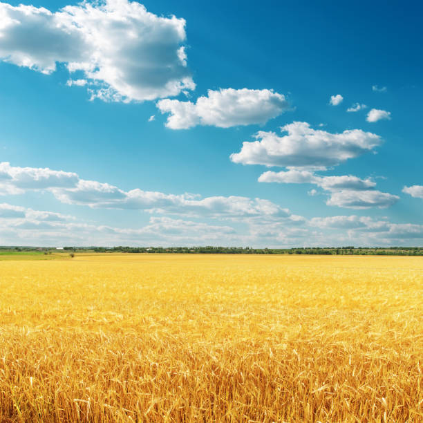 istock golden crop on field and deep blue sky with clouds 667159270