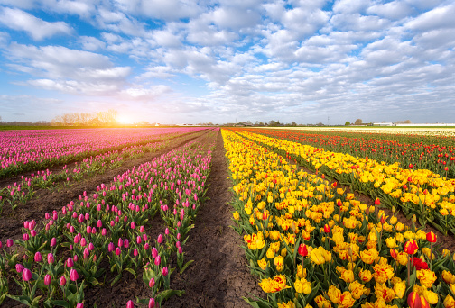 Tulips. Blossom flowers. Rows of blooming red and yellow tulips in an agricultural dutch rural landscape. Spring scene on the tulip farm. Colorful sunset in Netherlands, Europe. Rustic view. Nature