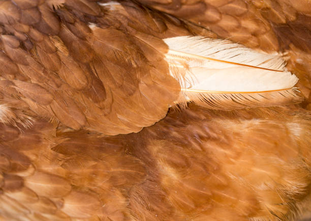 istock A close-up of red chicken feathers 667160430
