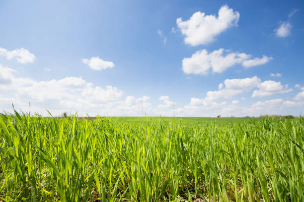 istock Beautiful green grass field with blue sky and white clouds on sunny springtime day. Low angle view. 667165034
