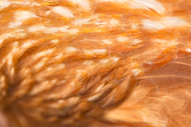 istock A close-up of red chicken feathers 667165082