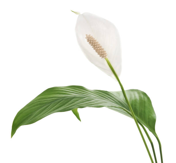 White flower. White flower isolated on a white background. peace lily photos stock pictures, royalty-free photos & images