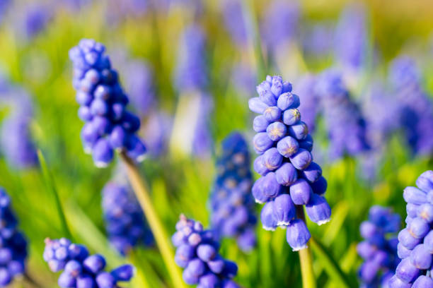 istock Armenian sapphire (muscari armeniacum) flowers closeup. 667165690