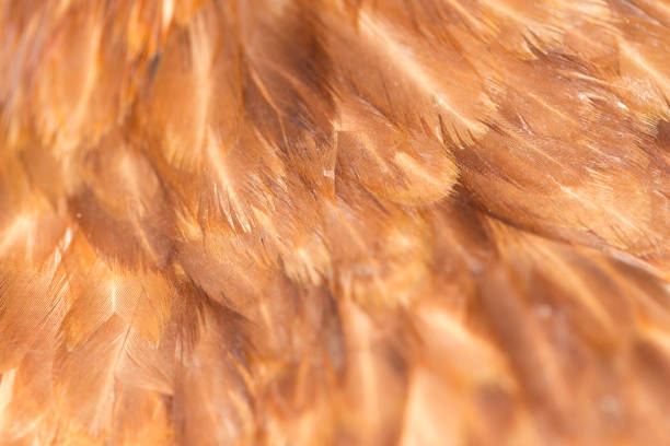istock A close-up of red chicken feathers 667170054