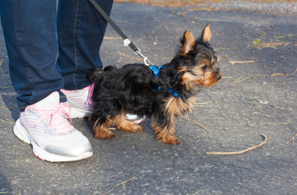 istock Yorkie puppy and feet 667173720