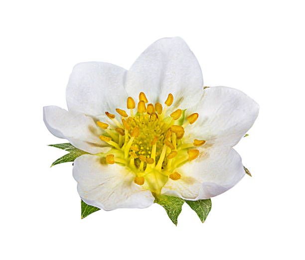 istock strawberry flower isolated on white 667176808