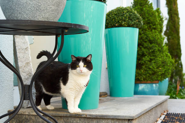 istock Cat standing in front of the house 667176840