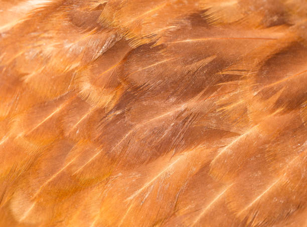 istock A close-up of red chicken feathers 667177026