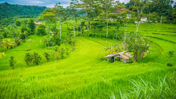 小屋之間蔥郁綠色水稻 tarrace 在 sidemen，印尼巴厘島 - sidemen 個照片及圖片檔