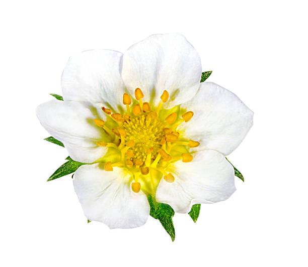 istock strawberry flower isolated on white 667180648