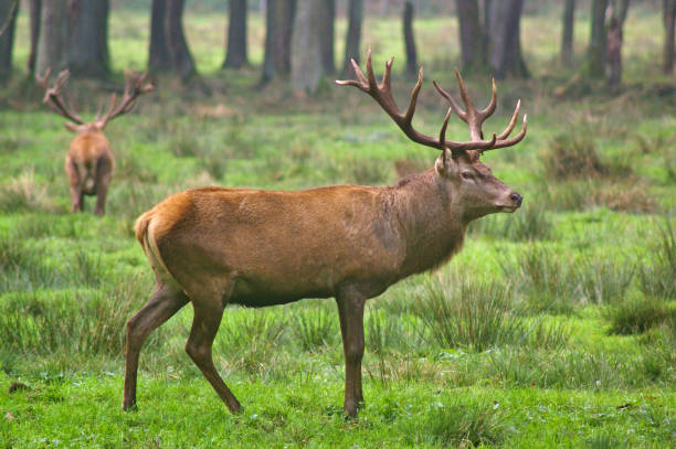 Red stag in the rut with rival in the background stock photo