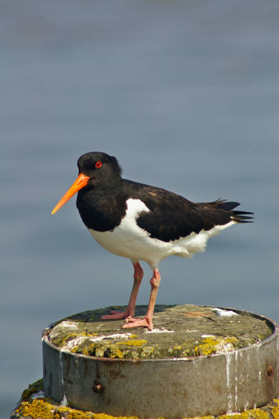 istock Oystercatcher perched on a mooring post on the German seashore 667183696