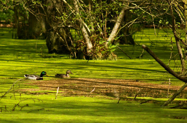 Ducks in a flooded forest area swimming among submerged trees