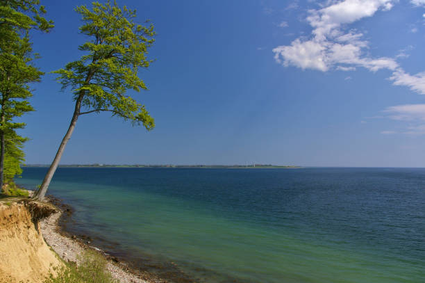 istock Clifftop with forest and slanted tree above the beach at the Baltic seashore, Denmark 667184174