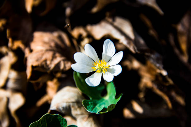 istock Bloodroot Blooming in the Sun 667184300