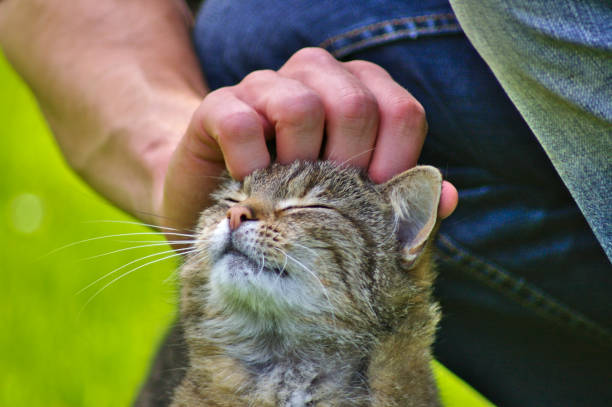 istock Cat enjoying a pat on the head with eyes closed 667184344
