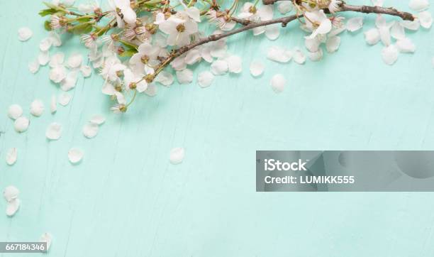 Background With White Cherry Blossoms Stock Photo - Download Image Now - Web Banner, Mother's Day, Flower